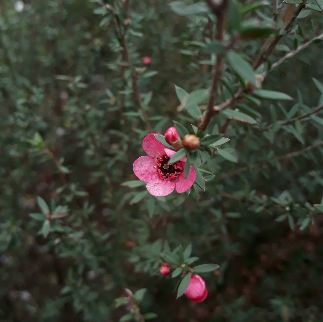 Small crimson flower and buds on a dark green mānuka bush. 