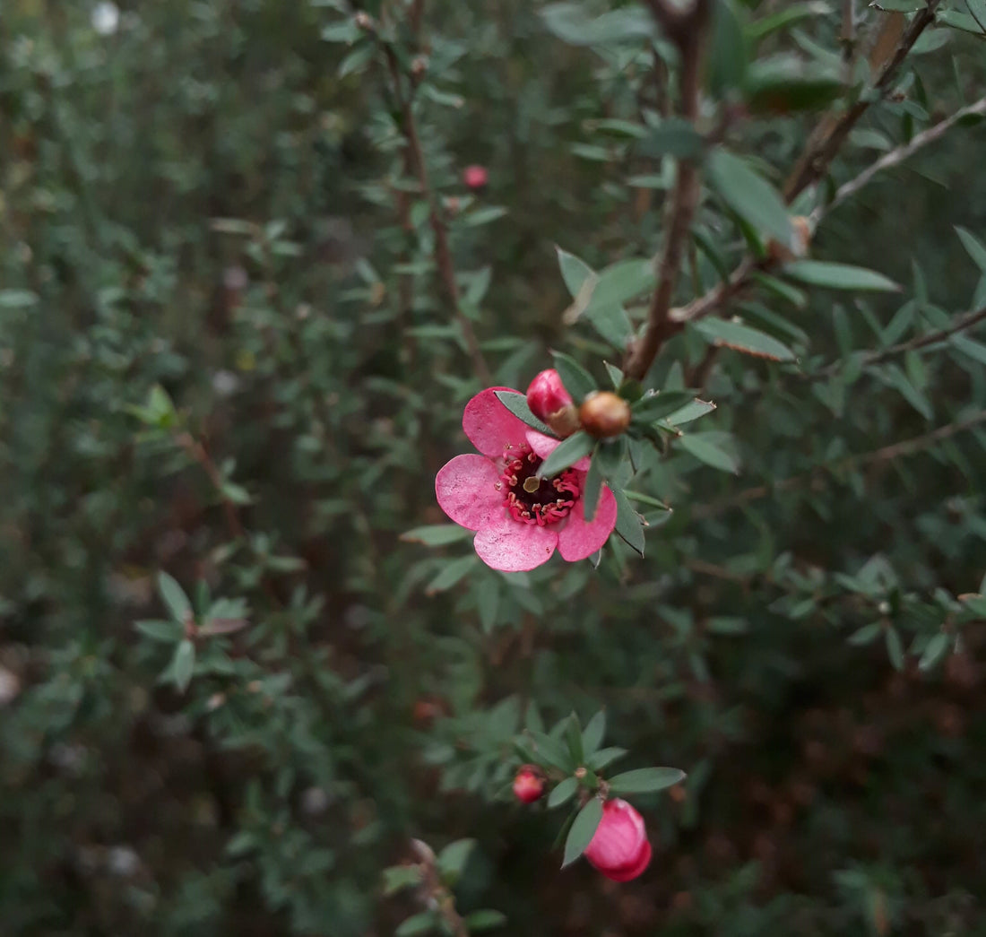 Mānuka Essential Oil