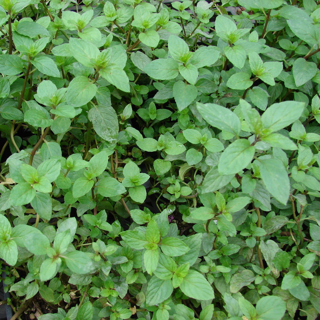 Peppermint leaves growing abundantly in a garden. 