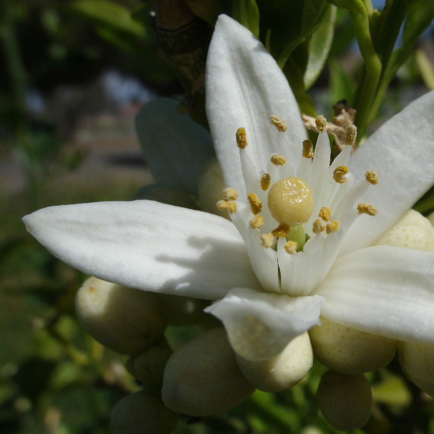 Close up of an orange blossom with other buds and green foliage growing in the sunshine. 