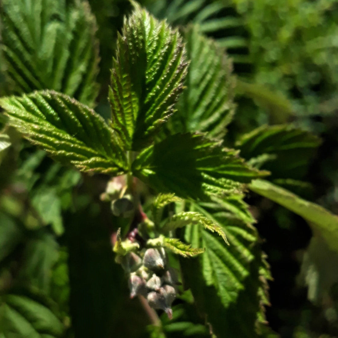 Raspberry Leaf Tea