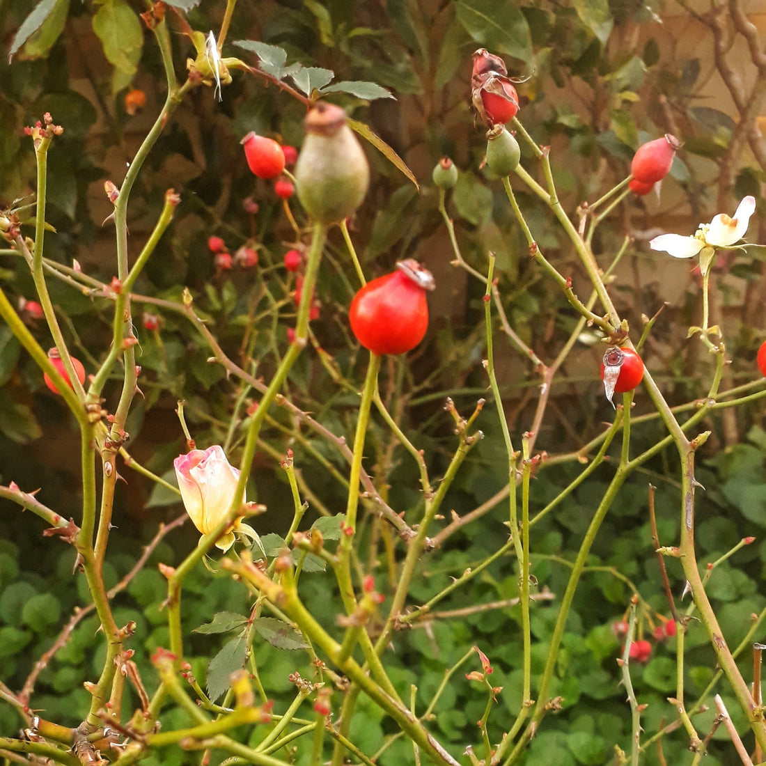 Red rosehips growing in a garden.