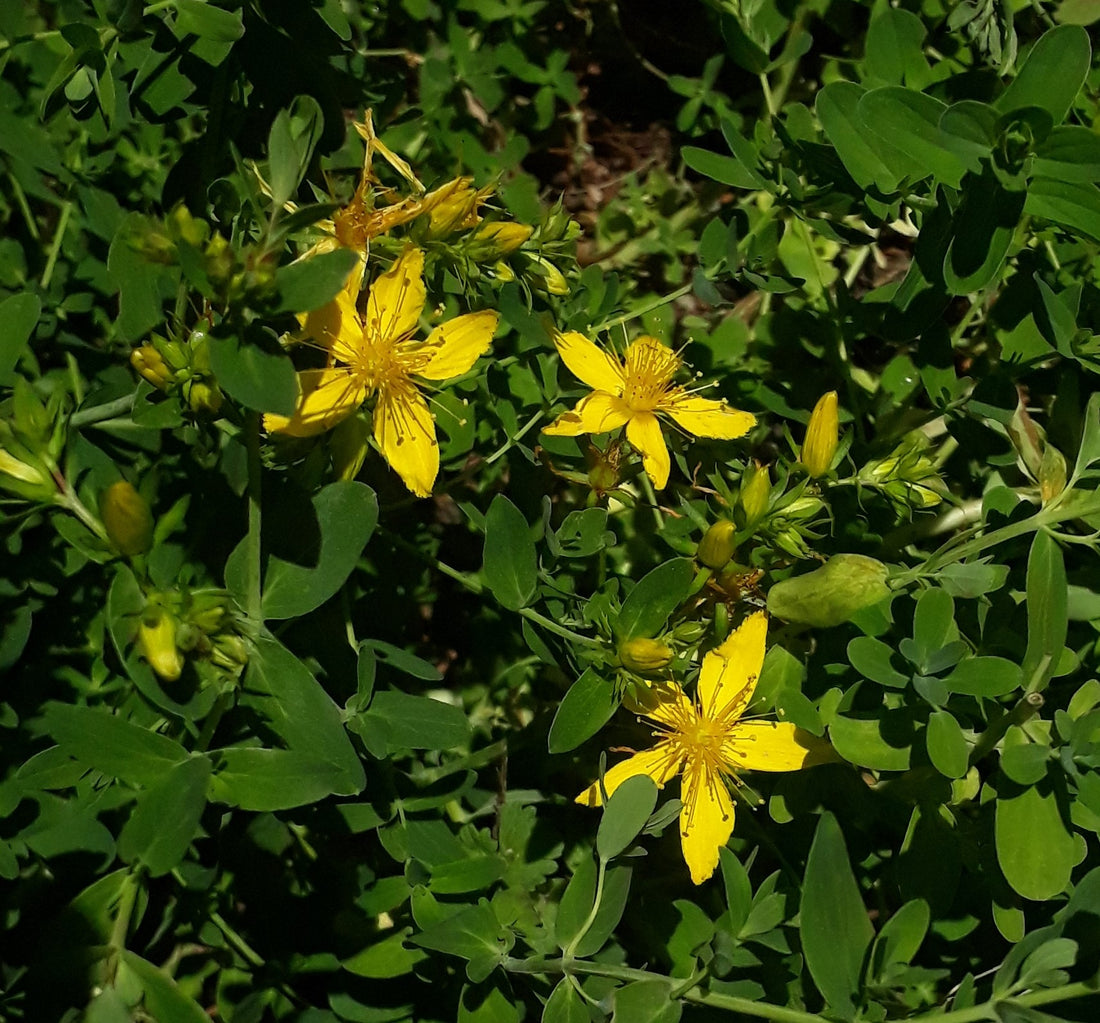 St Johns Wort Tea