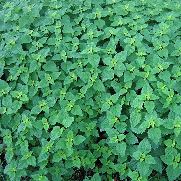 Nettle Tea