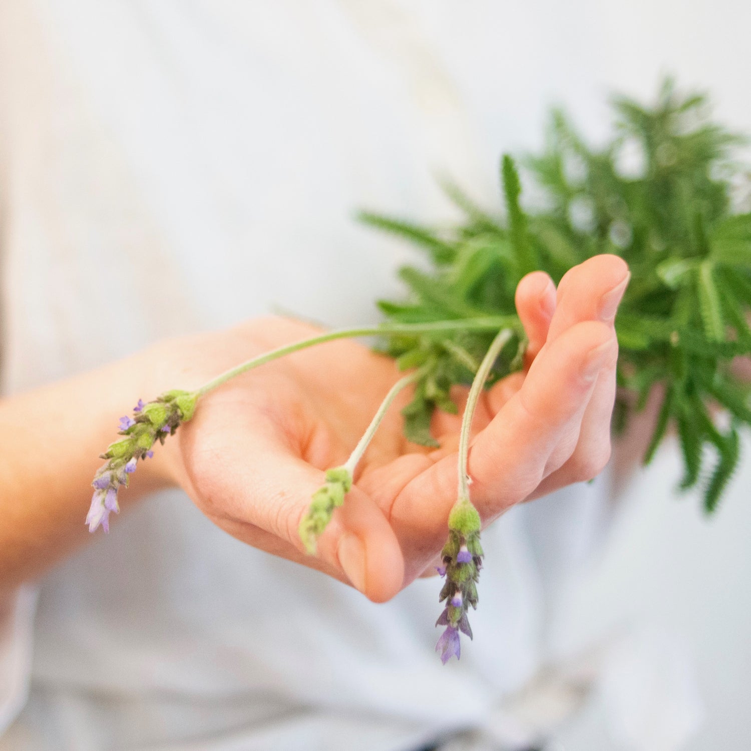 Aloe Lavandula Gel