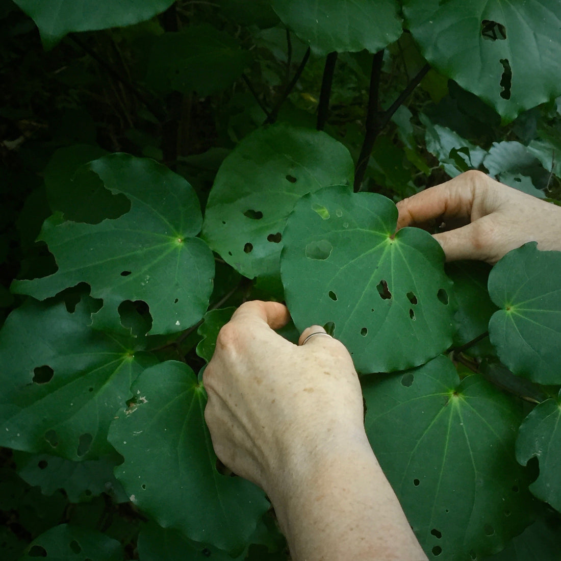 Collecting holey Kawakawa leaves on the edge of the bush.