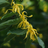 Long curly yellow petals of the ylang ylang flowers growing on a lush green branch. 