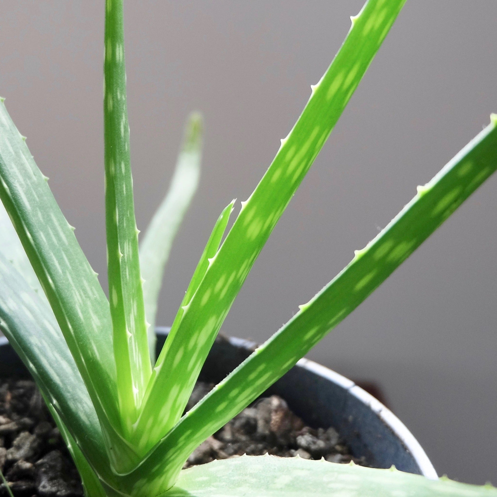 Aloe vera plant growing indoors. 