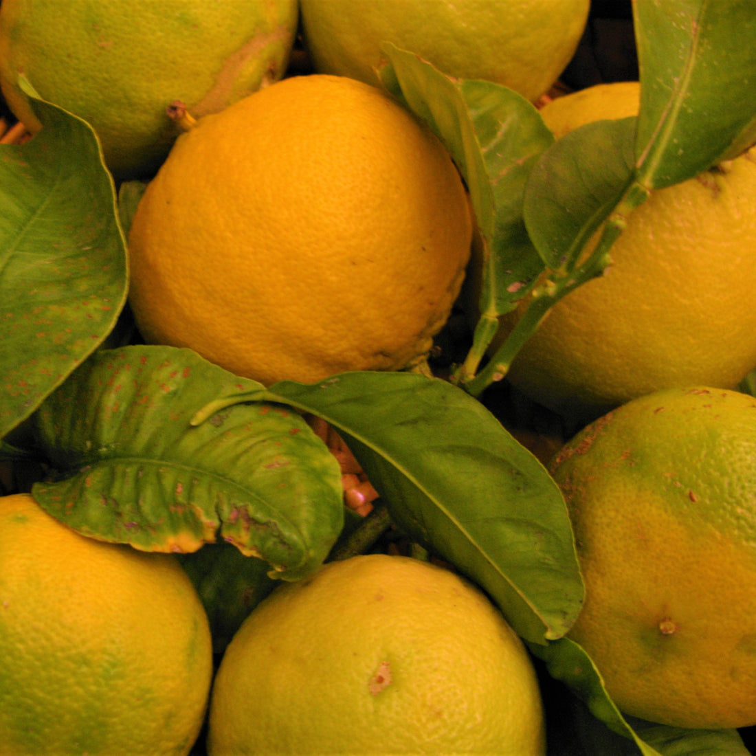 Close up of bitter orange fruit and leaves. 