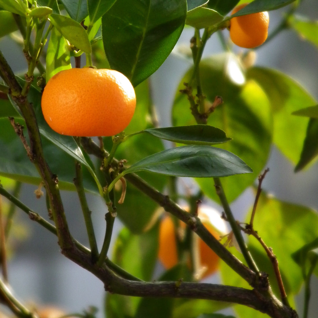 Mandarins growing on a tree in the sun. 