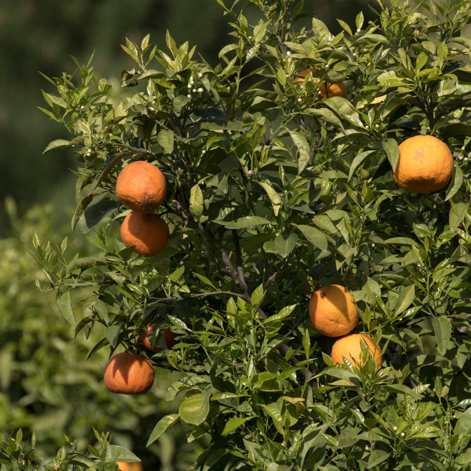 A fruiting bitter orange tree. 