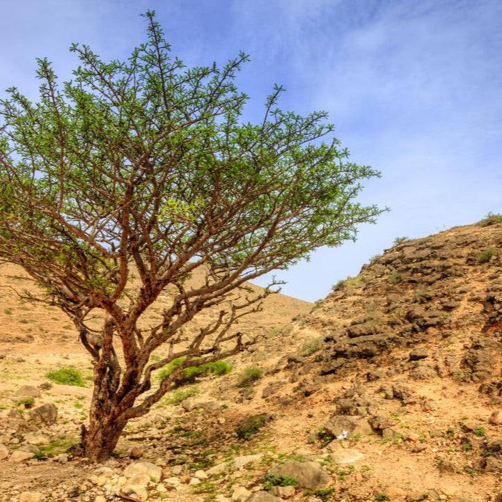 Frankincense Essential Oil