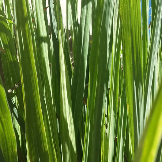 Lemongrass Essential Oil