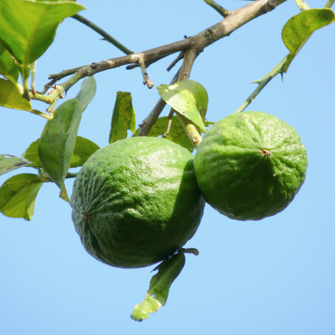 Limes growing on a branch with blue sky backdrop. 