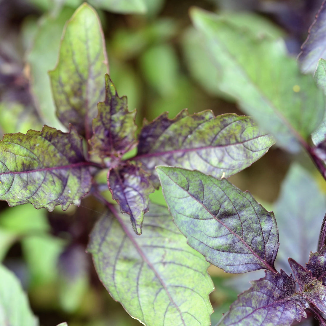 Green and purple sweet basil leaves.