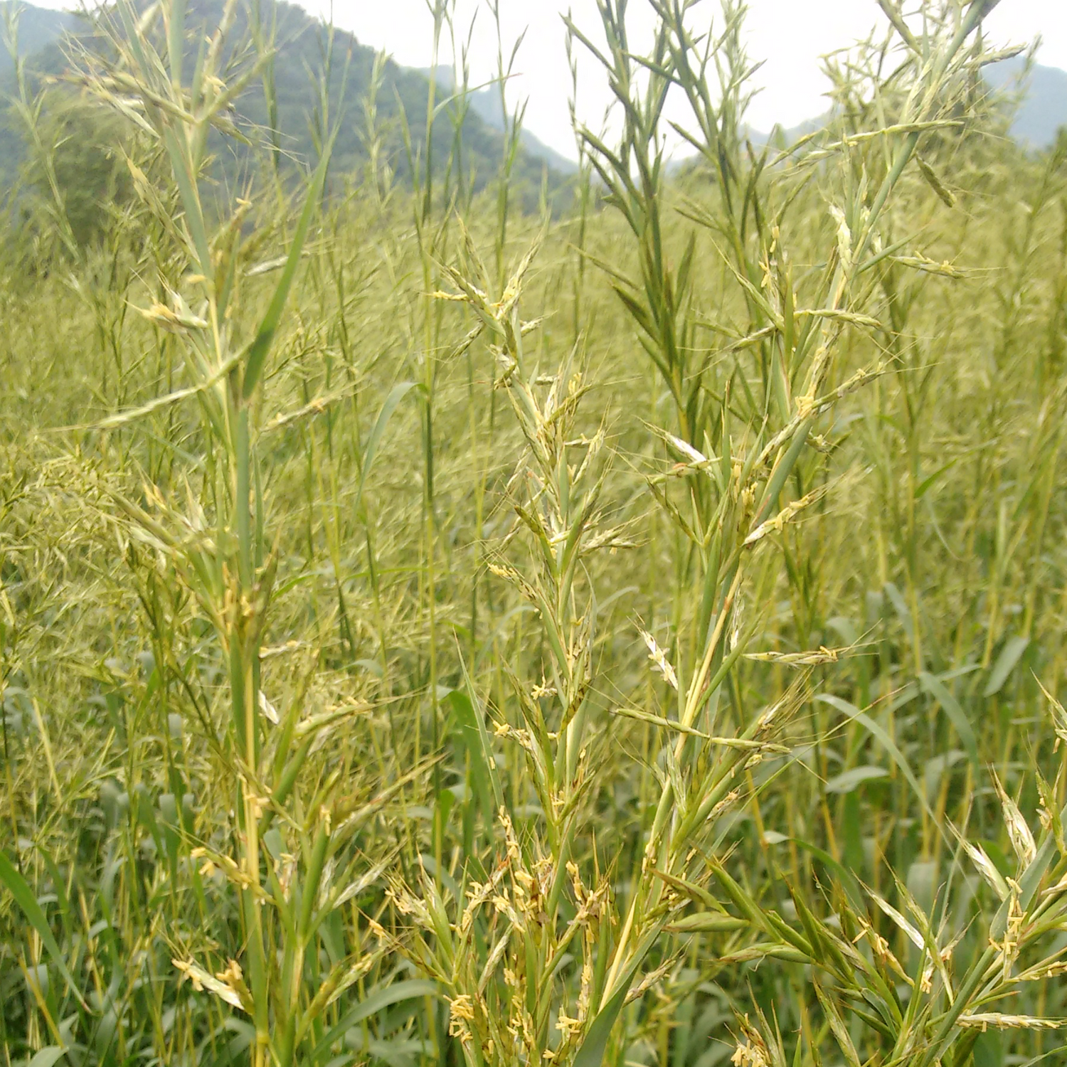 Palmarosa grass growing wild in a field. 