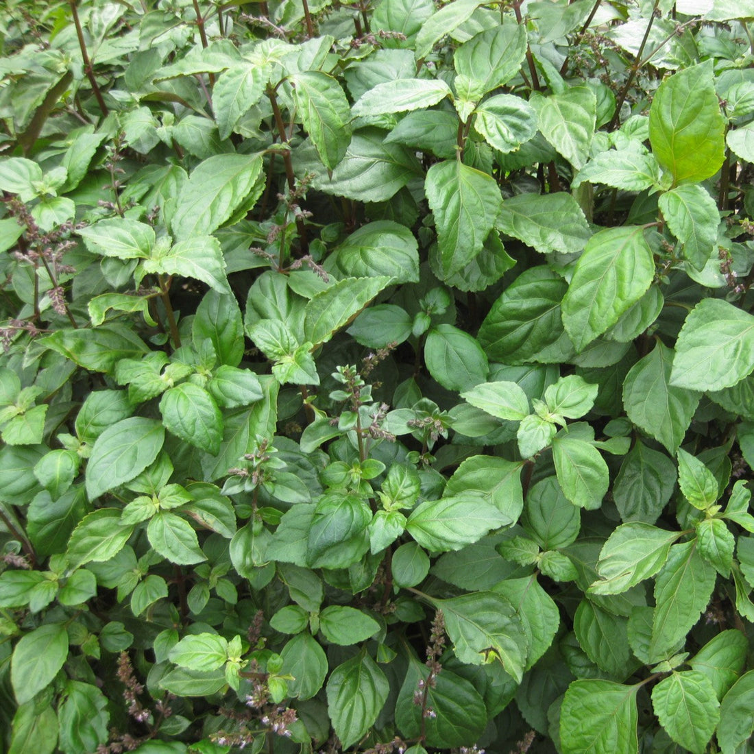 Patchouli leaves growing in a garden. 