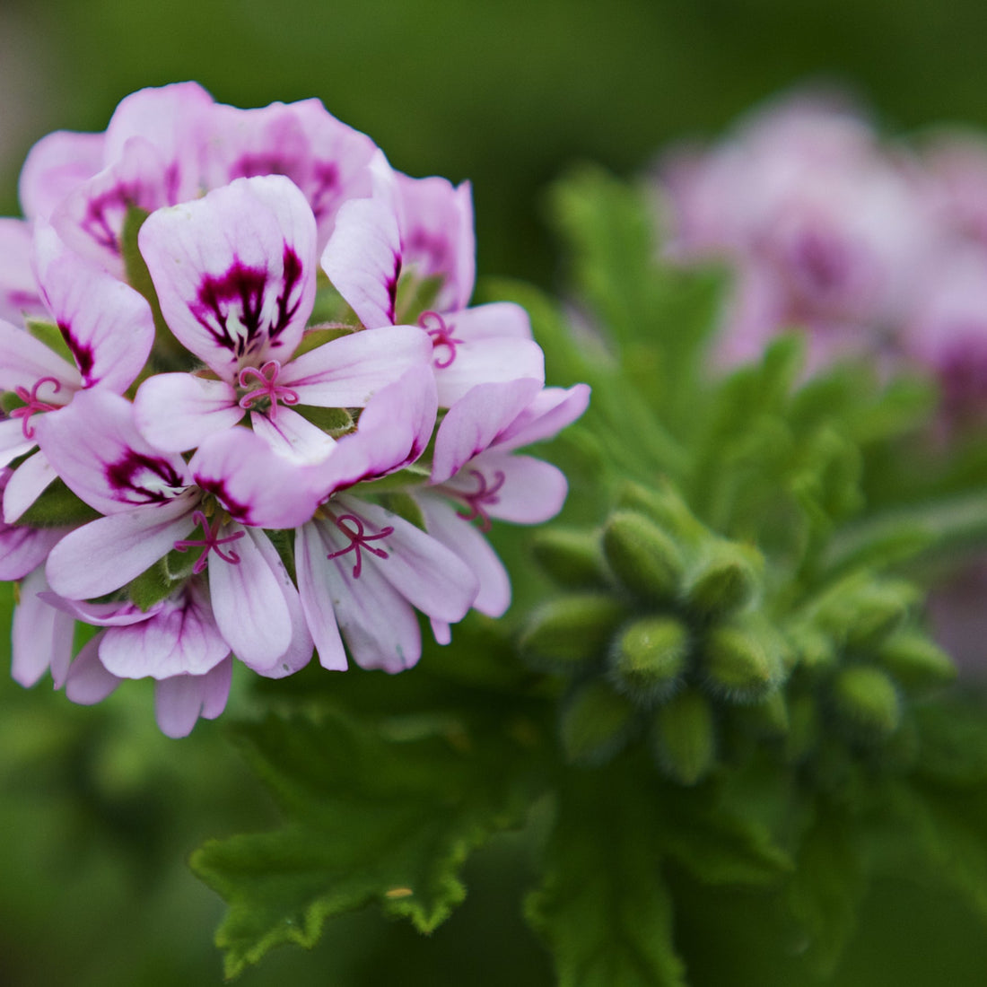 Pale crimson geranium flower growing in a garden with verdant green foliage.