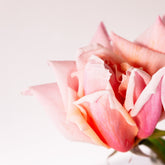 Close up of a peachy-pink rose with soft white background.