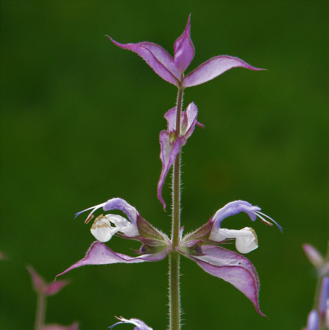 Close up of the delicate violet purple Clary Sage flowers with verdant green background. 