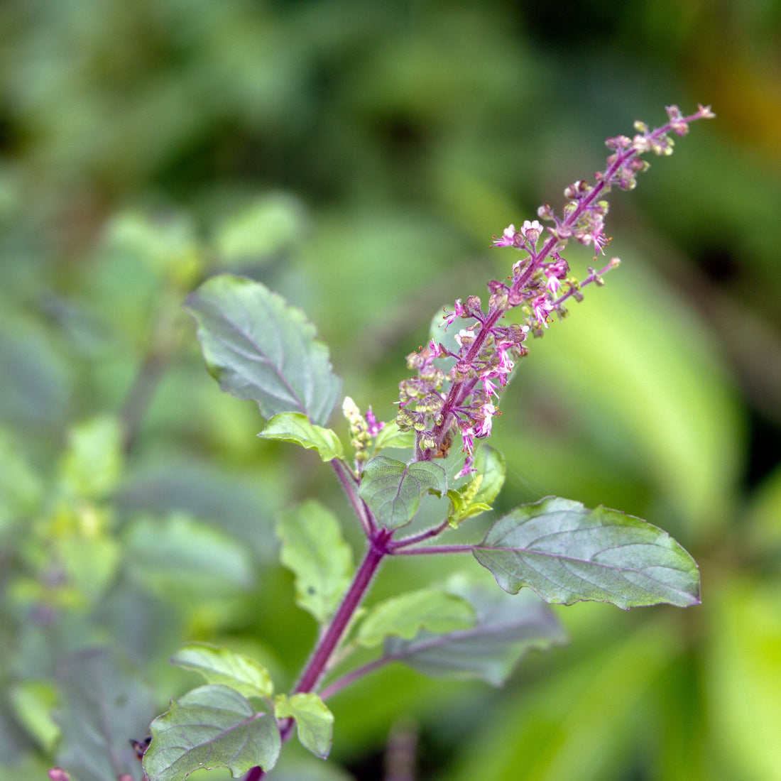 Holy Basil Tea