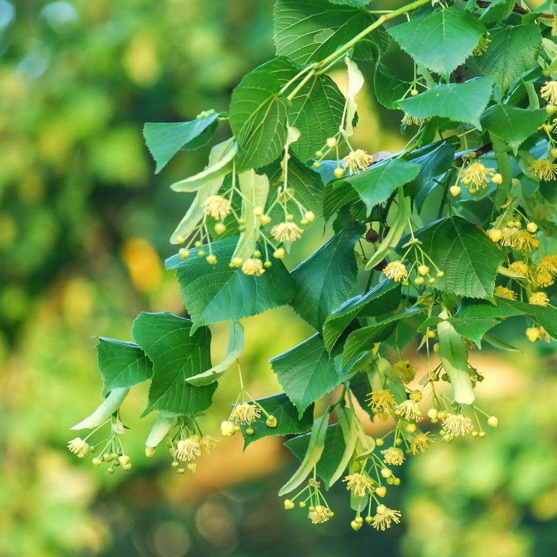 Lime Blossom Tea